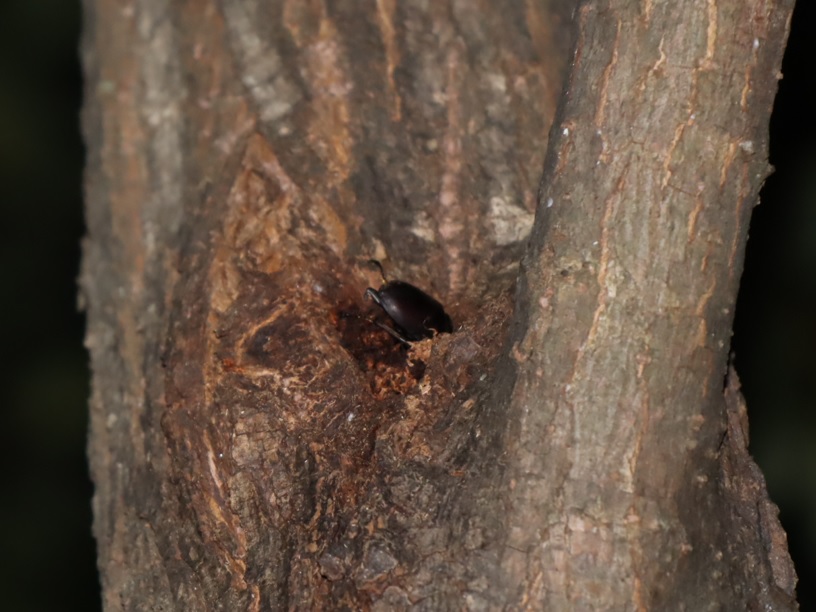 ヤナギ林のその他のヤナギ_頭上2ｍ程上の幹_コクワガタ_2021年10月11日19時40分頃 気温26度